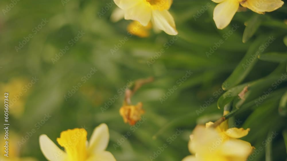 many yellow daffodils close up with shallow depth of field many yellow daffodils close up with shallow depth of field