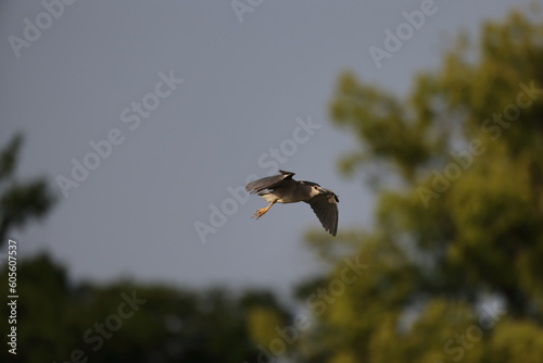 Black-crowned night heron (Nycticorax nycticorax) in Japan