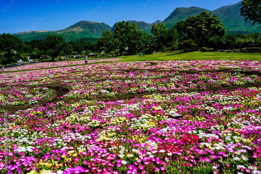 久住高原のリビングストンデージ