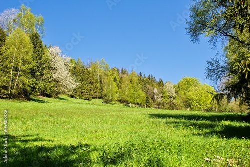 A meadow in the middle of the forest under a clear sky