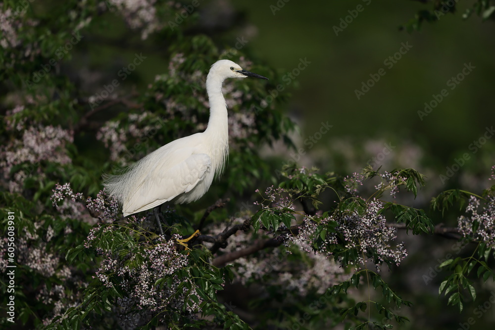 Little egret (Egretta garzetta) in Japan Little egret (Egretta garzetta) in Japan