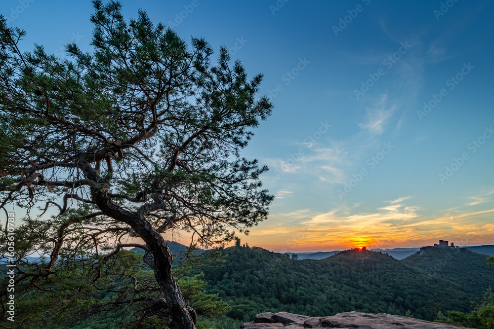 Pine Tree Growing on Rock Slevogtfelsen with View of Palatinate Forest with Castle Trifels during Sunset, Rhineland-Palatinate, Germany, Europe Pine Tree Growing on Rock Slevogtfelsen with View of Palatinate Forest with Castle Trifels during Sunset, Rhineland-Palatinate, Germany, Europe
