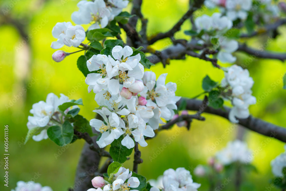 Blooming apple tree in spring time. Blooming apple tree in spring time.