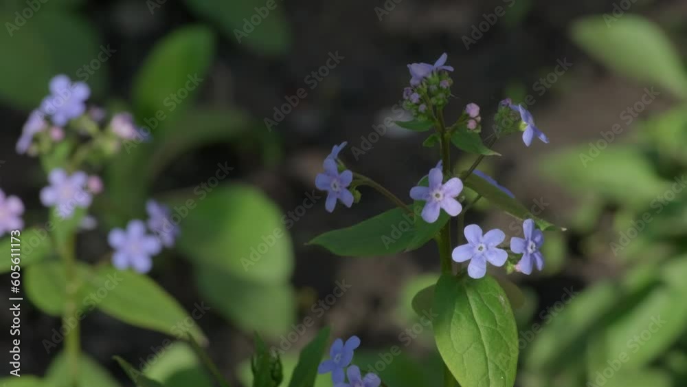 Beautiful small blue forget-me-nots on background of green leaves under natural light. Slow motion, Flowers swaying in wind