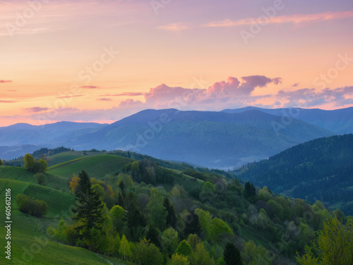 meadows of carpathian mountain. rural landscape with trees on the rolling hills at dusk in spring