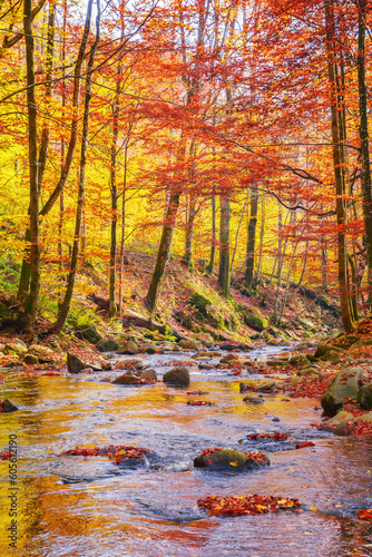 water stream in the natural park. wonderful nature scenery in fall season. trees in colorful foliage on a sunny day © Pellinni