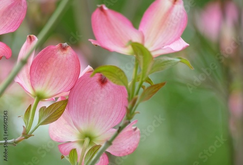Patel pink flower with gentle petals © moreidea