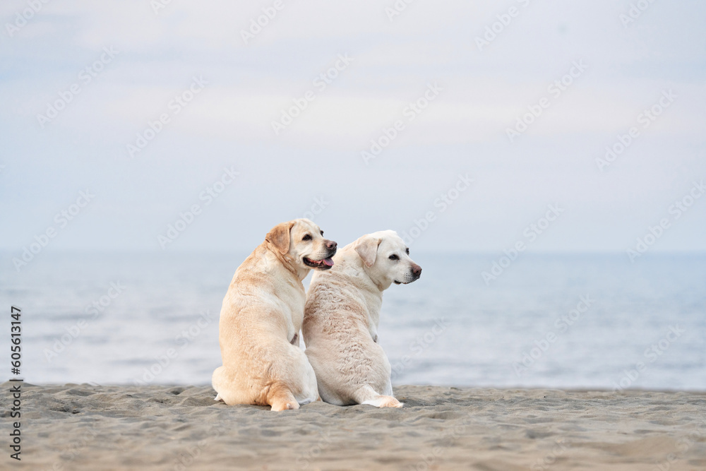 two dogs sit with their backs and look at the sea. Fawn labrador retriever on the beach. Walking with a pet in nature - obrazy, fototapety, plakaty 