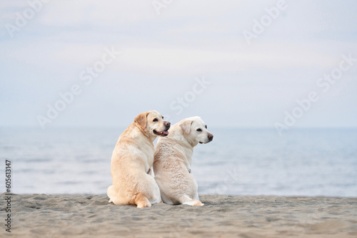 two dogs sit with their backs and look at the sea. Fawn labrador retriever on the beach. Walking with a pet in nature