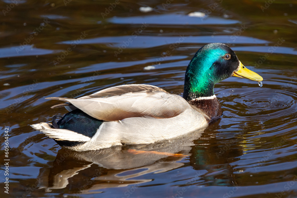 Obraz premium duck in the water