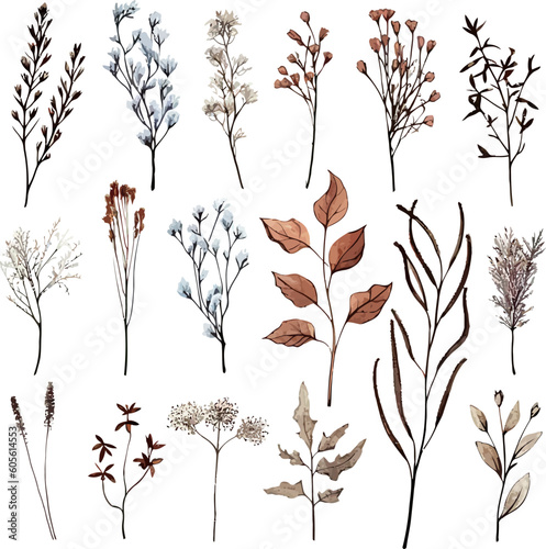 Set of dried floral watecolor. dry flower, dry leaves. Floral poster, invitation floral. Vector arrangements for greeting card or invitation design