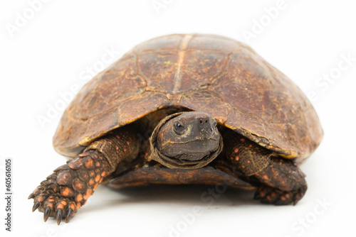 The spiny turtle Heosemys spinosa isolated on white background