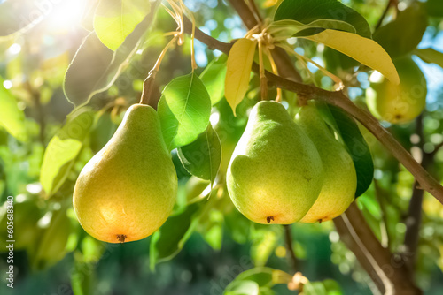Fresh ripe pears on the pear tree. Juicy ripe pears in a sunny garden. Harvesting. Garden fruits. 
 photo
