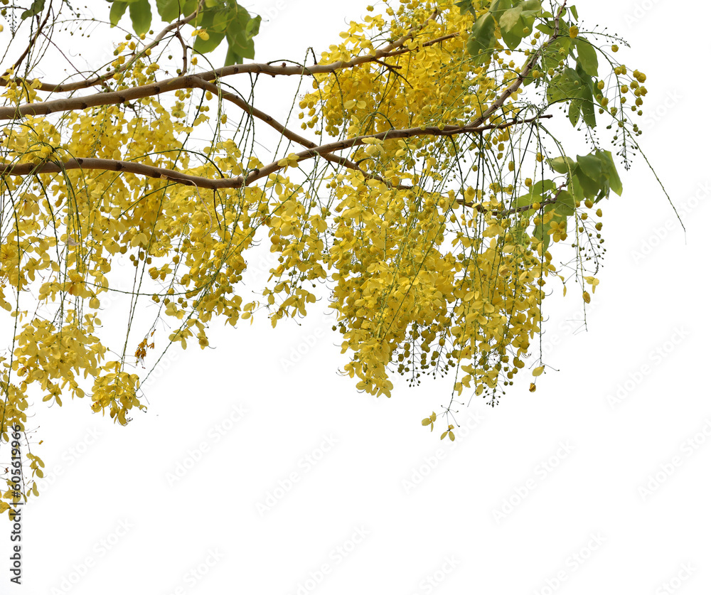 Foto de Green tree png ing_ Tree with isolated white_ Tropical tree ...