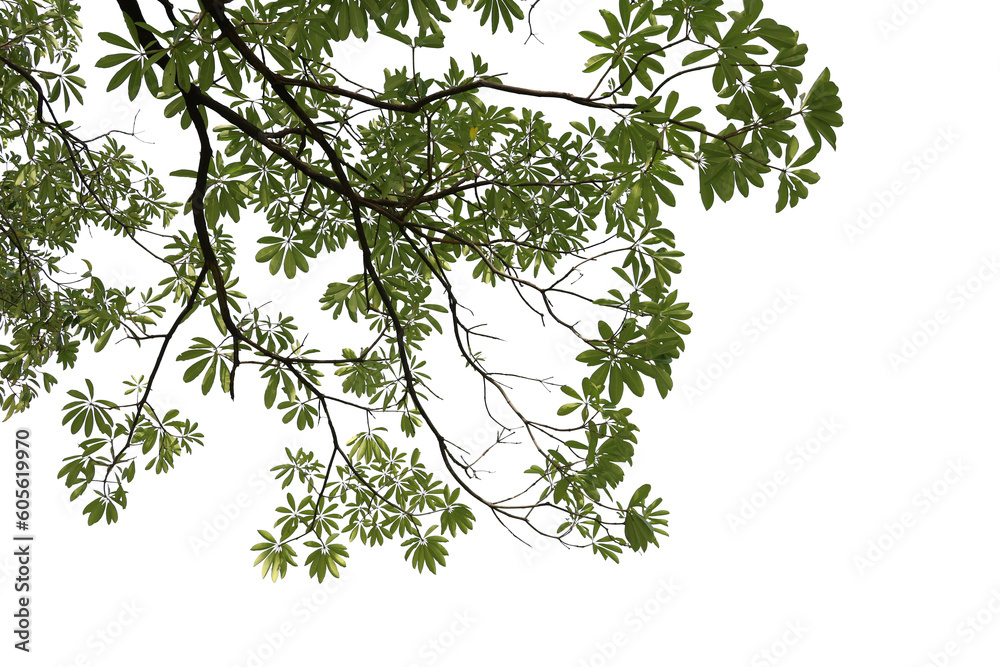 Green tree png ing_ Tree with isolated white_ Tropical tree with ...