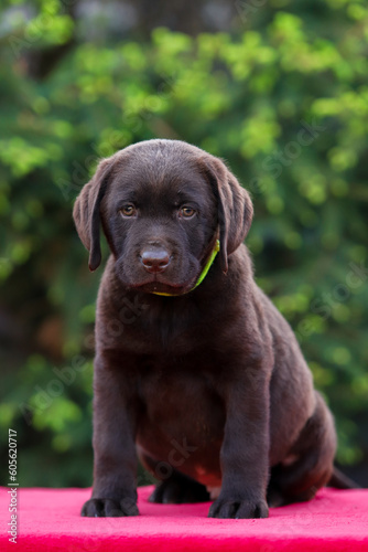 chocolate labrador retriever puppy walking in the yard