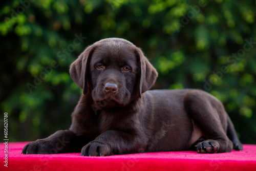 chocolate labrador retriever puppy walking in the yard