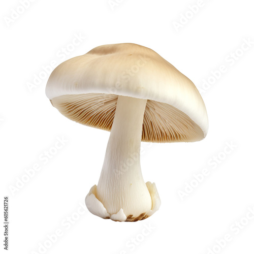 mushroom isolated on white created with Generative AI