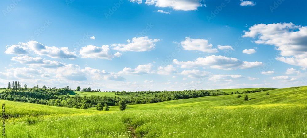 Fototapeta premium A quiet and wide green summer meadow, decorated with bright flowers, in a beautiful clean natural landscape.