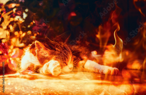 Beautiful sleeping cat in nature. Fire background.