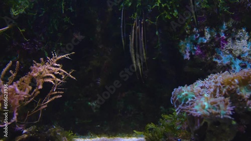 Close up of Shrimpfish, also called razorfish swimming around photo