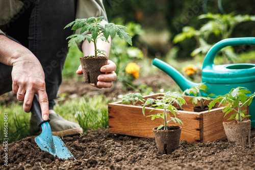 Farmer planting tomato seedling with biodegradable peat pot into soil at vegetable garden. Organic gardening