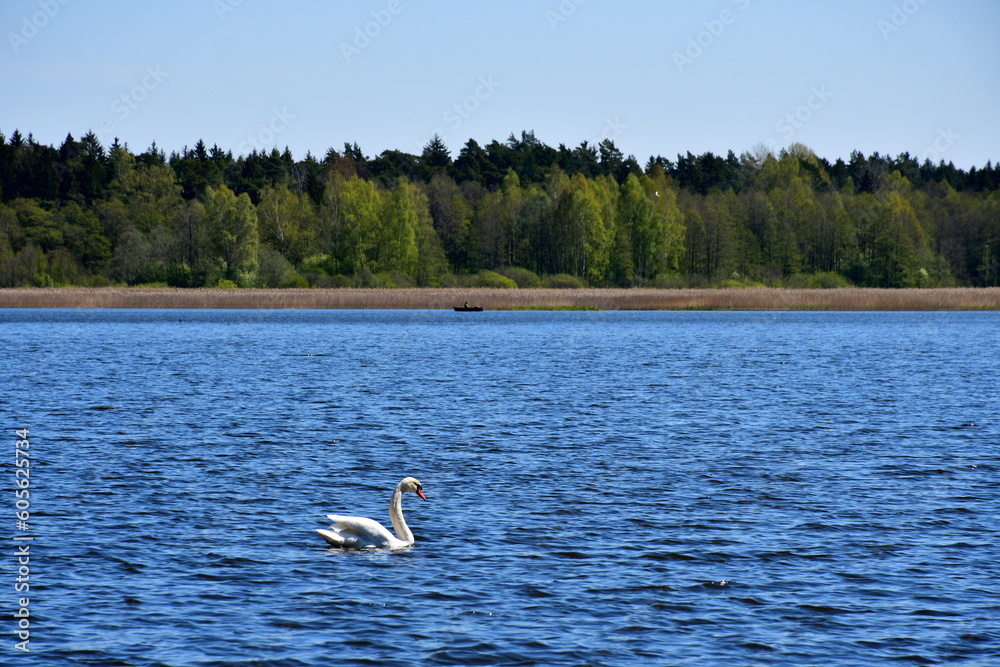 A view of a single white swan with a red beak swimming across a shallow yet vast lake or river, with some dense forest or moor visible in the distance spotted on a sunny summer day in Poland A view of a single white swan with a red beak swimming across a shallow yet vast lake or river, with some dense forest or moor visible in the distance spotted on a sunny summer day in Poland
