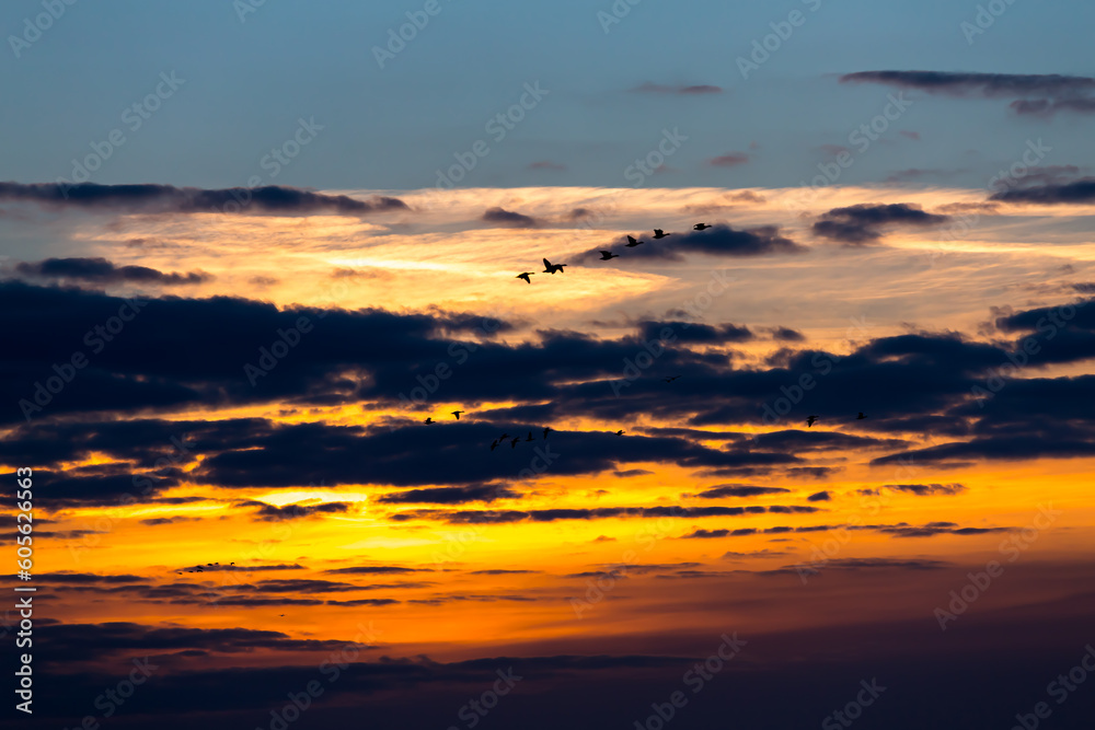 Naklejka premium Birds flying in sunset