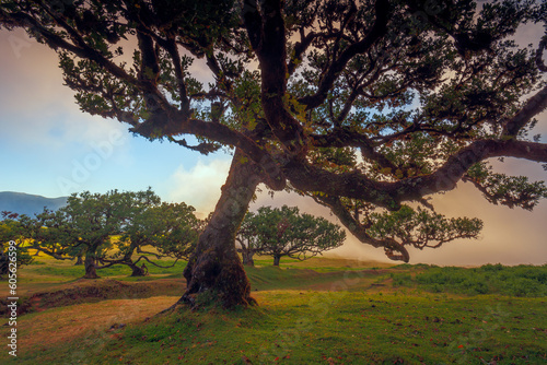 Fanal forest   old mystical tree in Madeira island  Unesco
