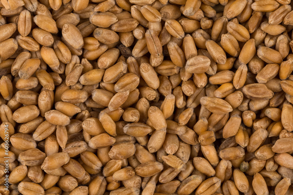 whole background of wheat grain whole background of wheat grain