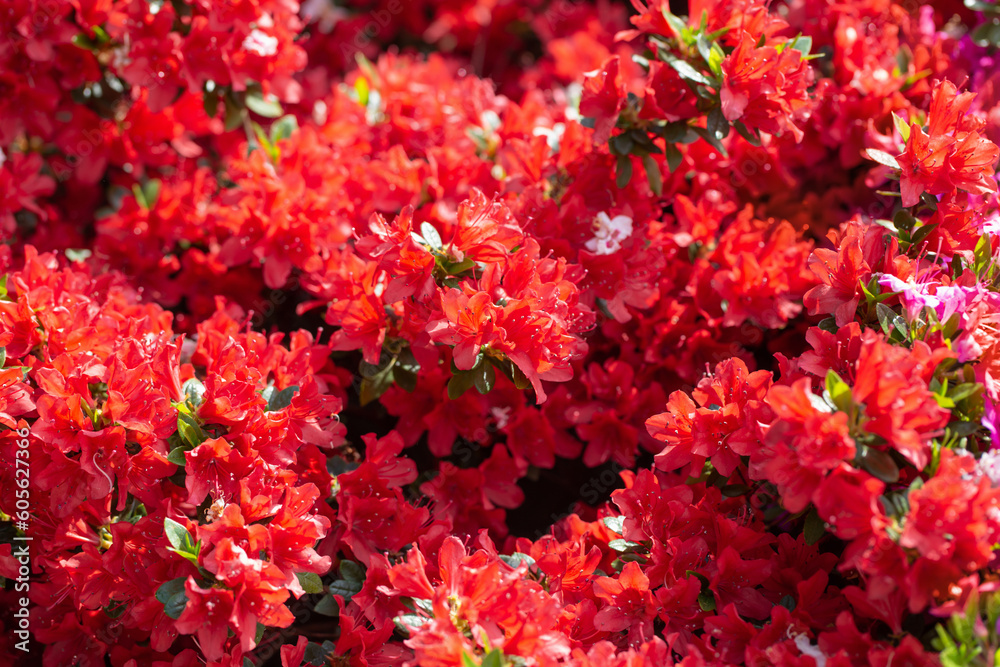 background of red azalea flowers