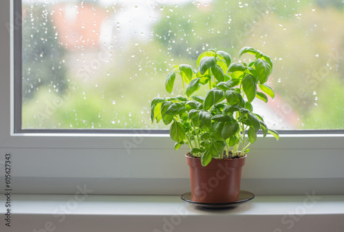 Cuadro en lienzo basil plant in  pot on  window sill