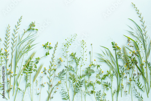 wild plants on green paper background