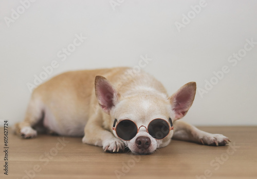 sleepy brown chihuahua dog wearing sunglasses lying down on wooden floor and white wall, summertime traveling concept. © Phuttharak