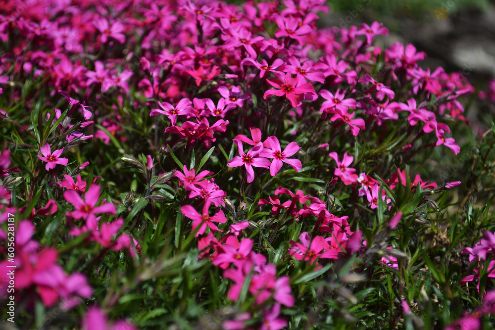 small flowers of pink color.macro photo of plants and nature