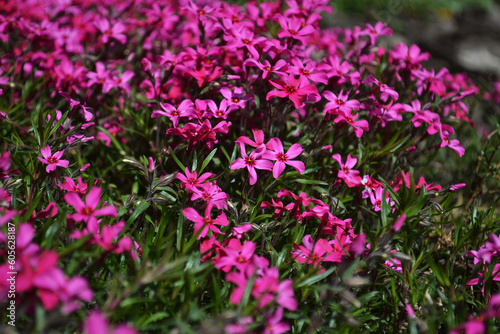 small flowers of pink color.macro photo of plants and nature