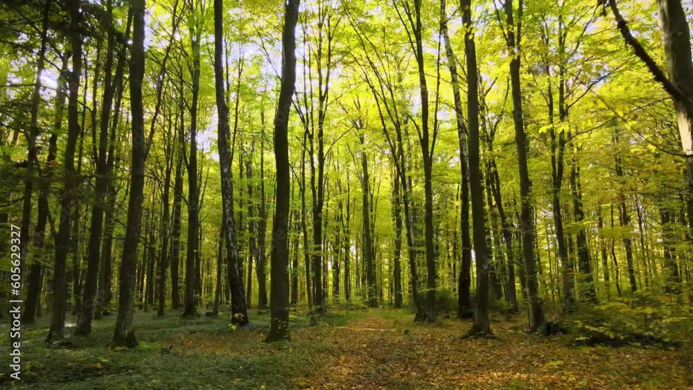 Beautiful scenery with light rays shining through bright green woods with lush trees in autumn morning. Beautiful wild forest at dawn Beautiful scenery with light rays shining through bright green woods with lush trees in autumn morning. Beautiful wild forest at dawn