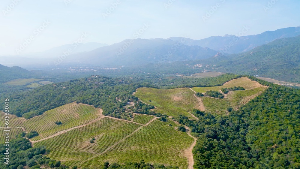 Aerial Voyage over the Verdant Vines: Torraccia Winery, Lecci, Corsica - Where Nature's Splendor Meets Viticultural Artistry Amidst Mountainous Scenery