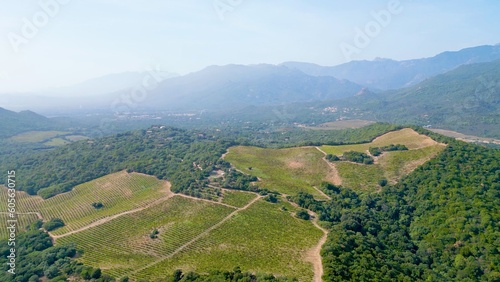 Aerial Voyage over the Verdant Vines: Torraccia Winery, Lecci, Corsica - Where Nature's Splendor Meets Viticultural Artistry Amidst Mountainous Scenery