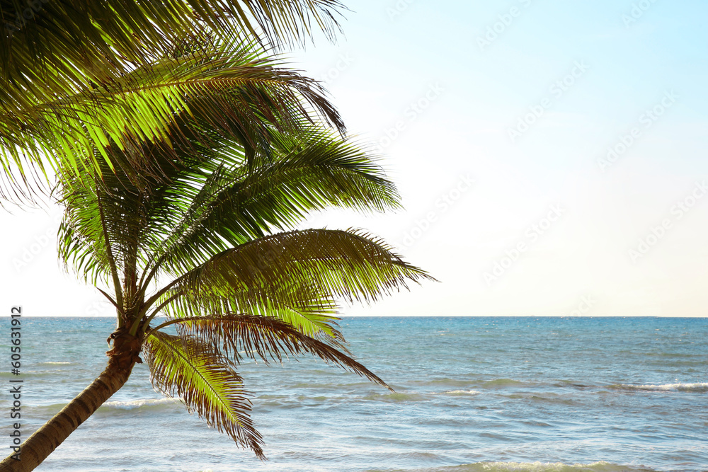 Beautiful palm trees with green leaves near sea