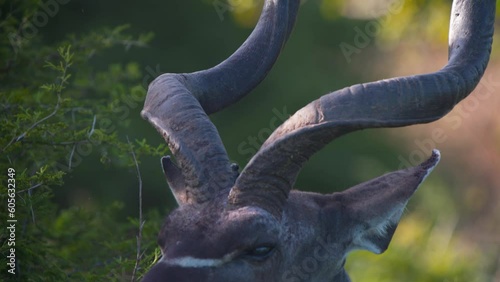 Long twisted horns and solemn head of male greater Kudu antelope.