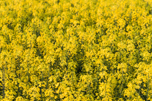 field of rapeseed © romantsubin