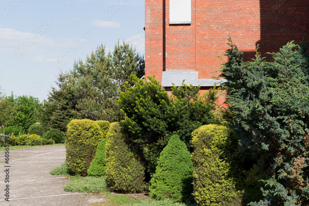 Various types of evergreen coniferous perennial bushes and trees. Landscaping conifers.