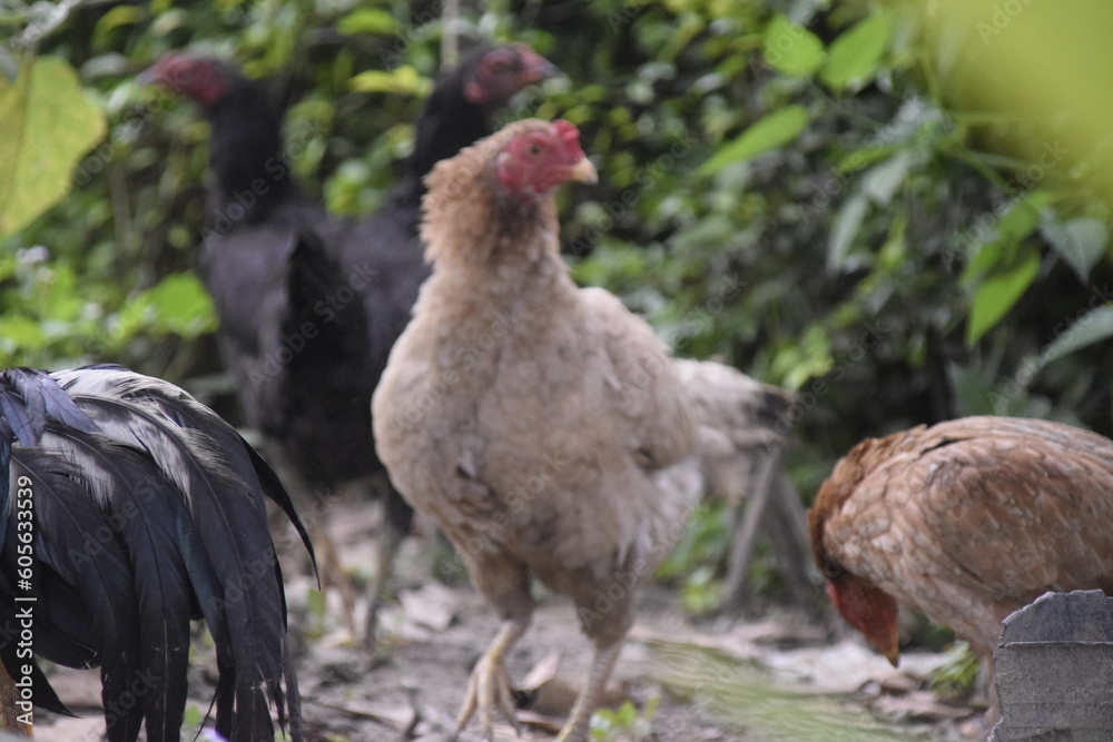 home-brewed chicken farm in Indonesia