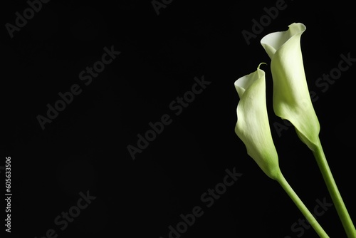 Beautiful calla lily flowers on black background  space for text