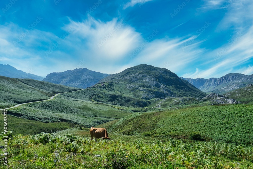 Aerial view of a cow grazing on a field in Valles Pasiegos, Picos de Europa, Cantabria