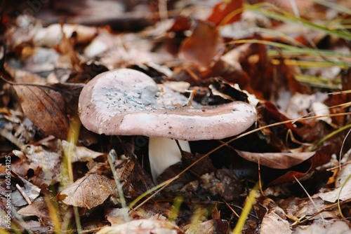 Close-up view of a Russula cyanoxantha growing in the foliage