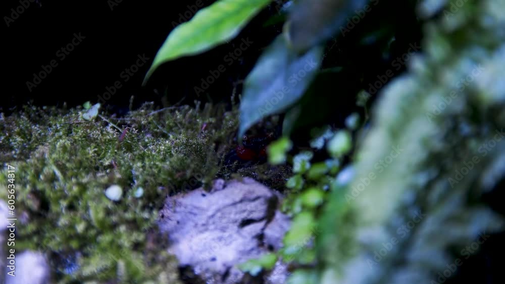 Vampire Crab (Geosesarma dennerle) Vampire Crab (Geosesarma dennerle)