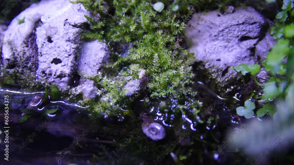Vampire Crab (Geosesarma dennerle) Vampire Crab (Geosesarma dennerle)