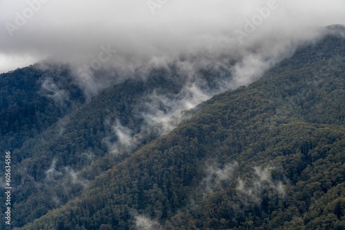 Aerial view of dense green mountain forests on a foggy day